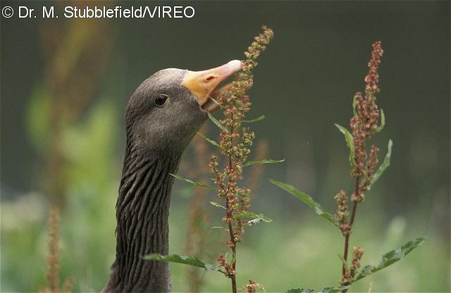 Graylag Goose s60-12-004.jpg